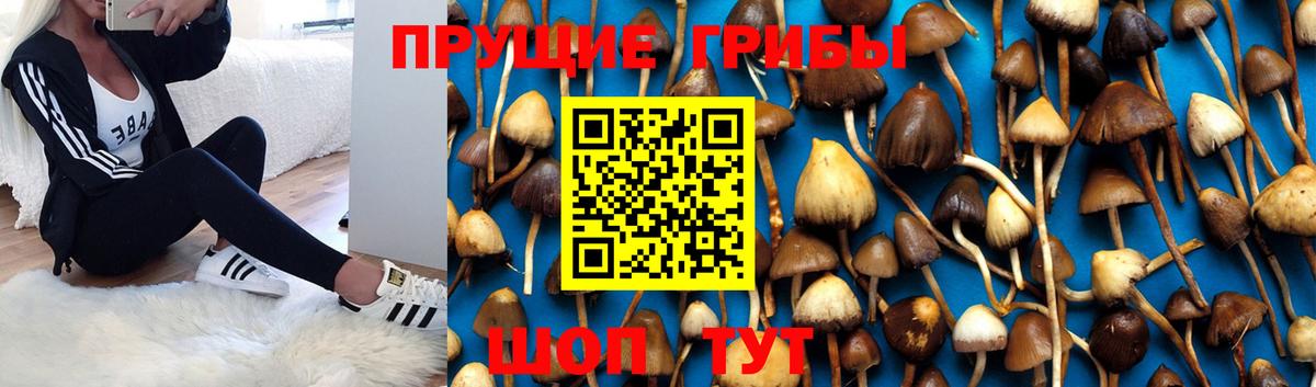 Галлюциногенные грибы Psilocybe  Гулькевичи 