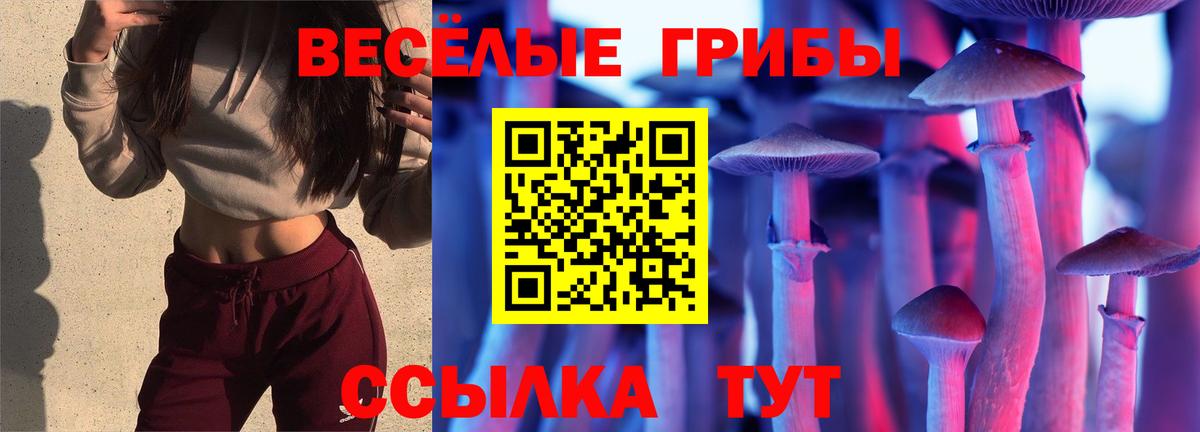 Псилоцибиновые грибы Cubensis Гулькевичи